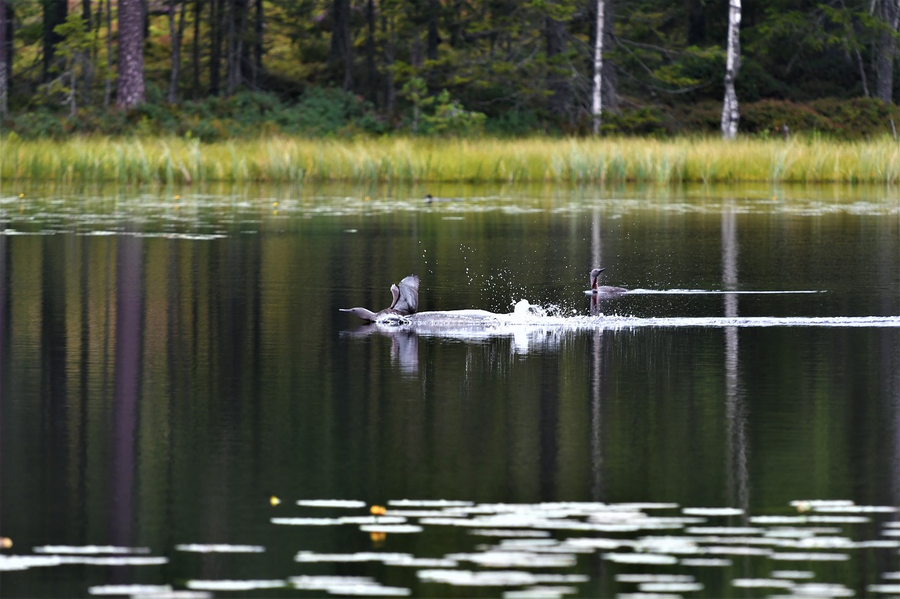 body of water lake nature free photo