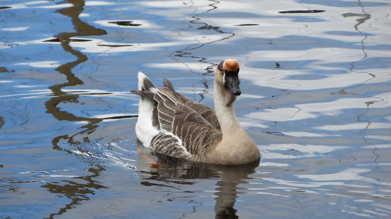 body of water  bird  lake free photo