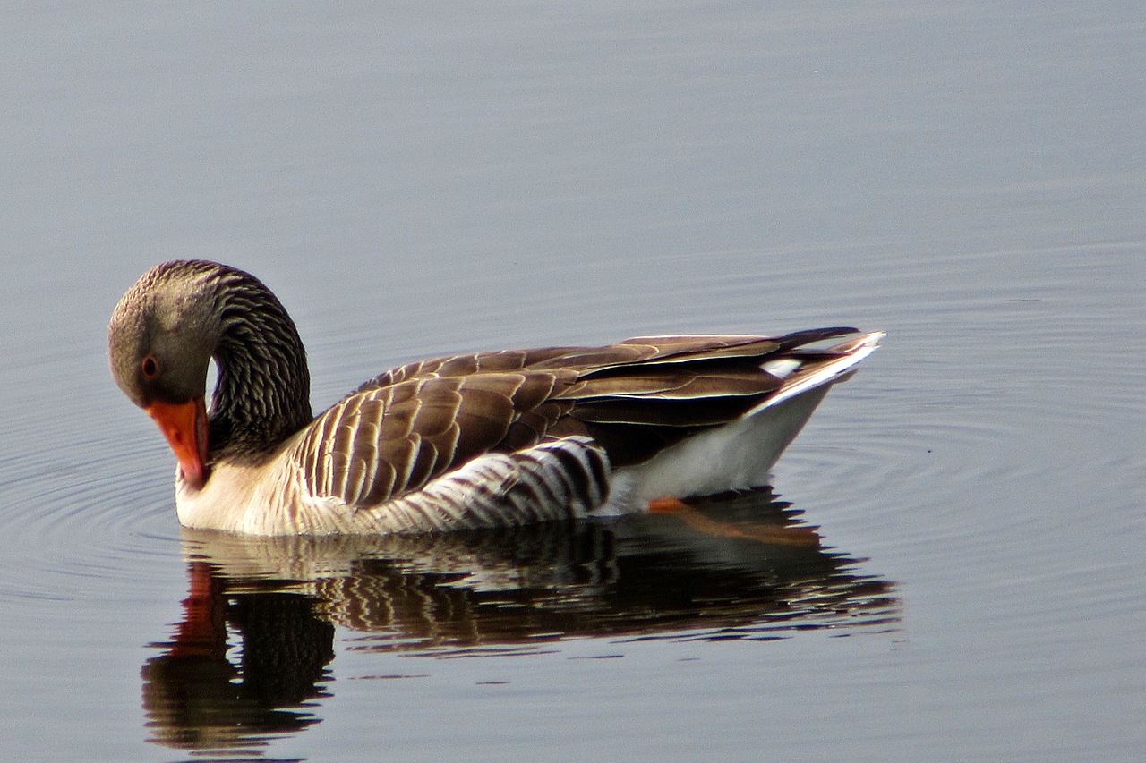 body of water  ducks  birds free photo