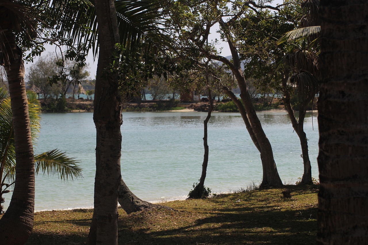 body of water  tree  nature free photo