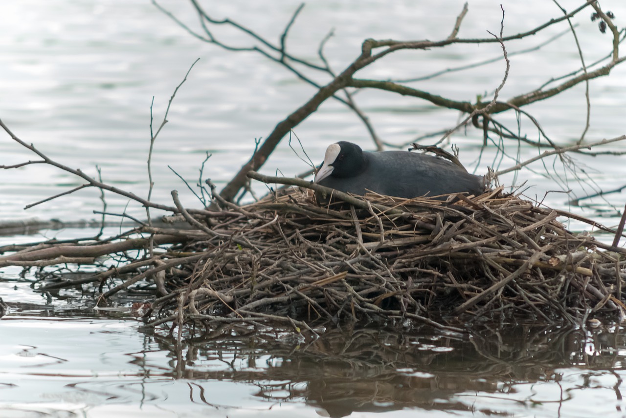 body of water  nature  bird free photo