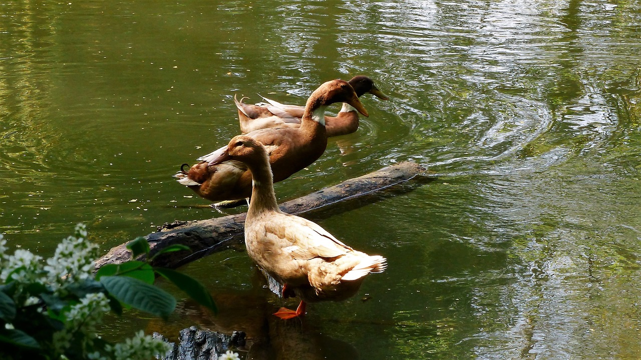 body of water  mare  lake free photo