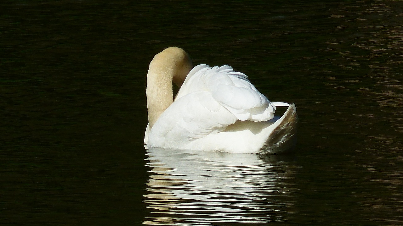 body of water  lake  swan free photo