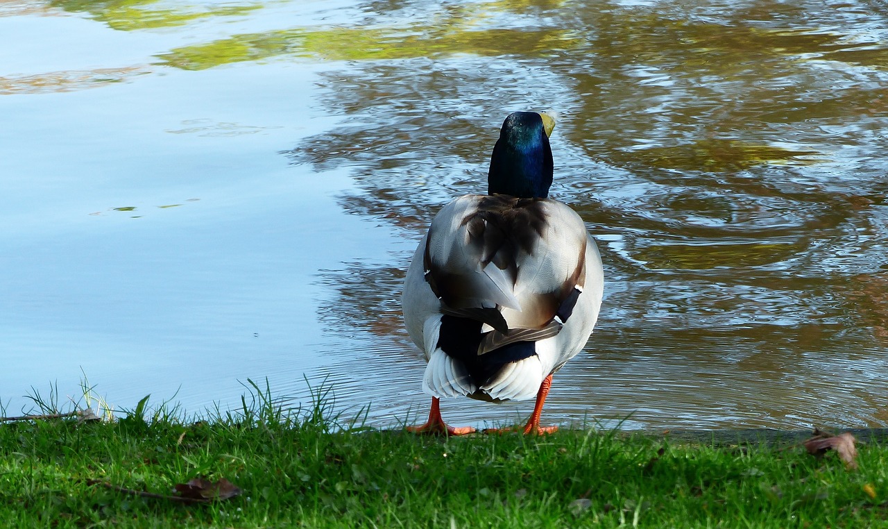 body of water  nature  bird free photo