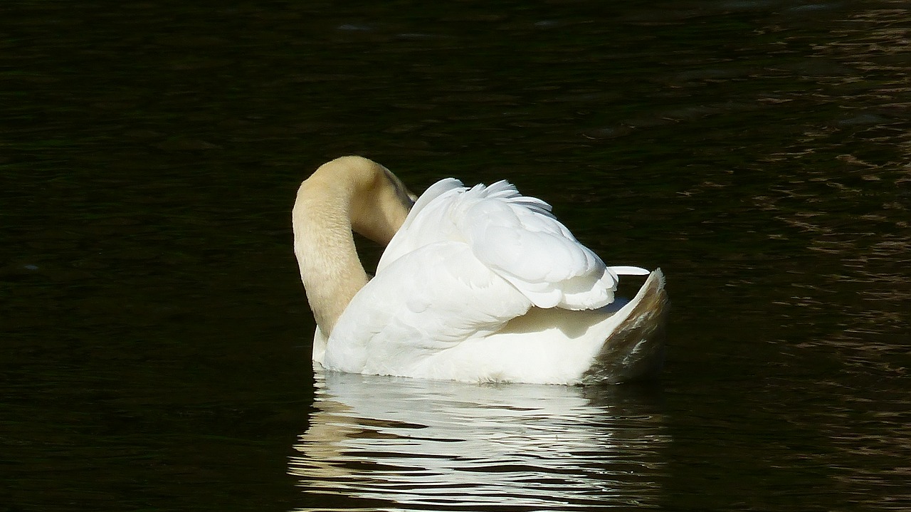 body of water  swan  lake free photo