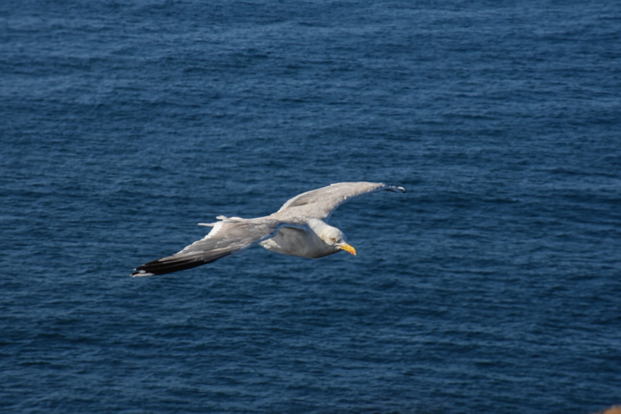 body of water  sea  nature free photo