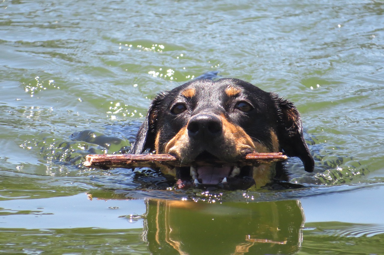 body of water  animalia  wet free photo