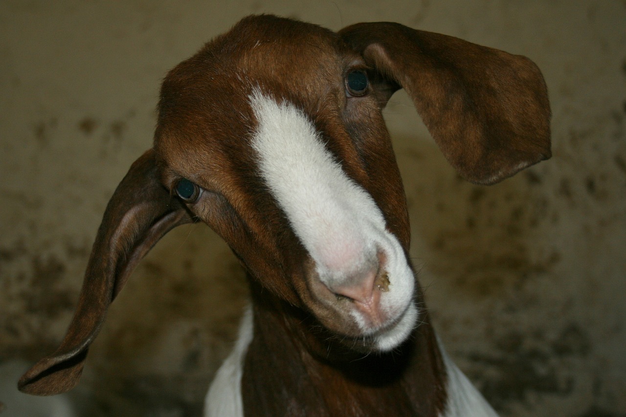 boer goat goat public record free photo