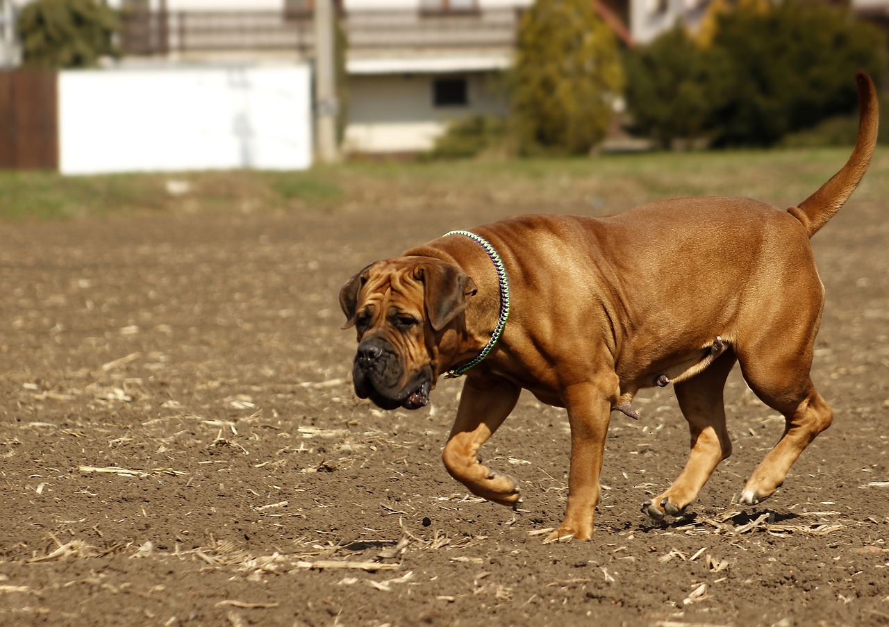 boerboel dog african free photo