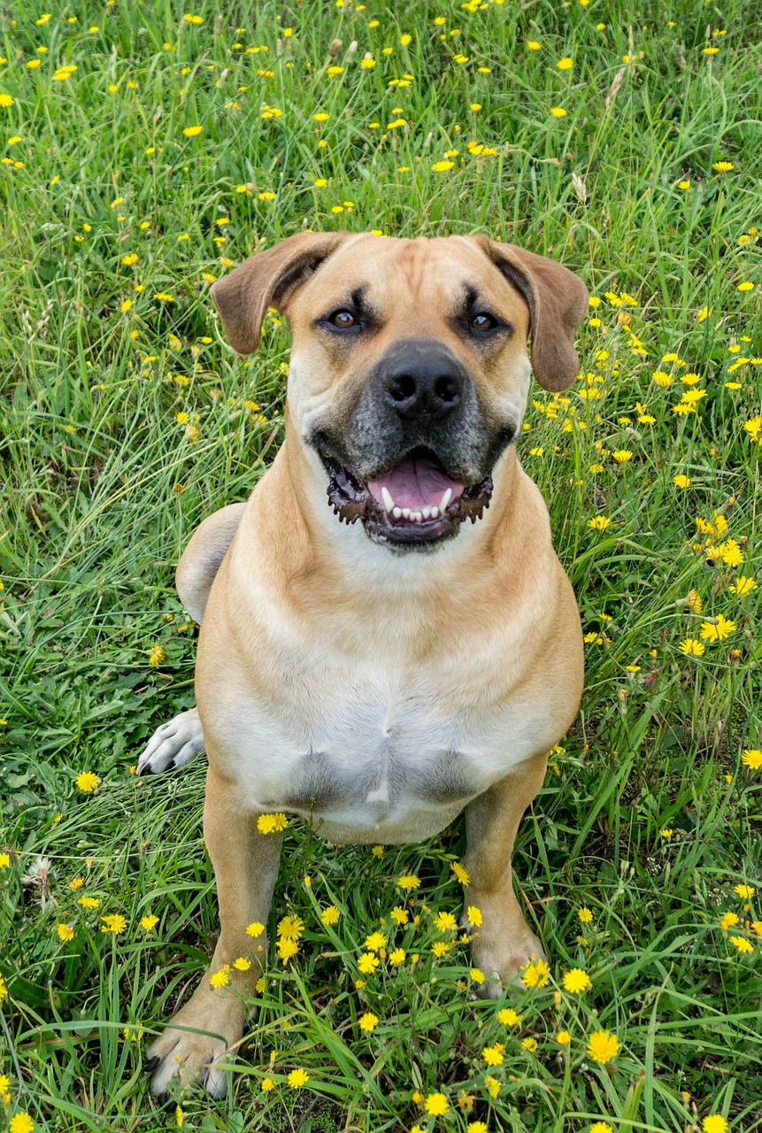 boerboel dog african farmers dog free photo