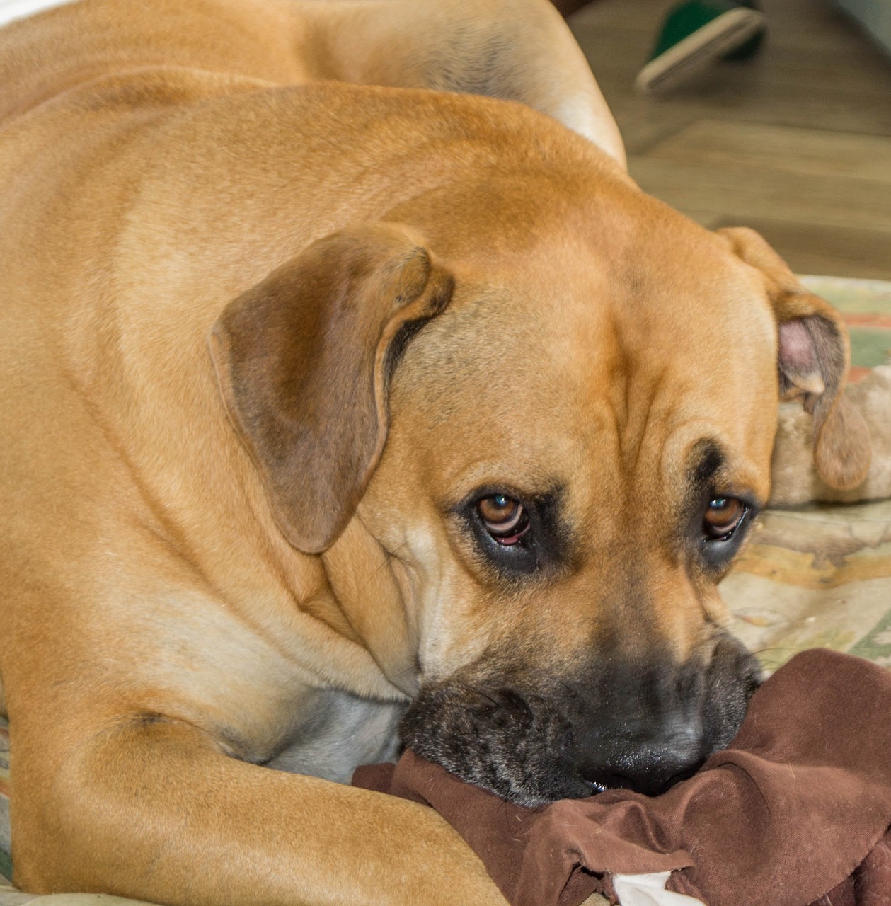 boerboel dog african farmers dog free photo