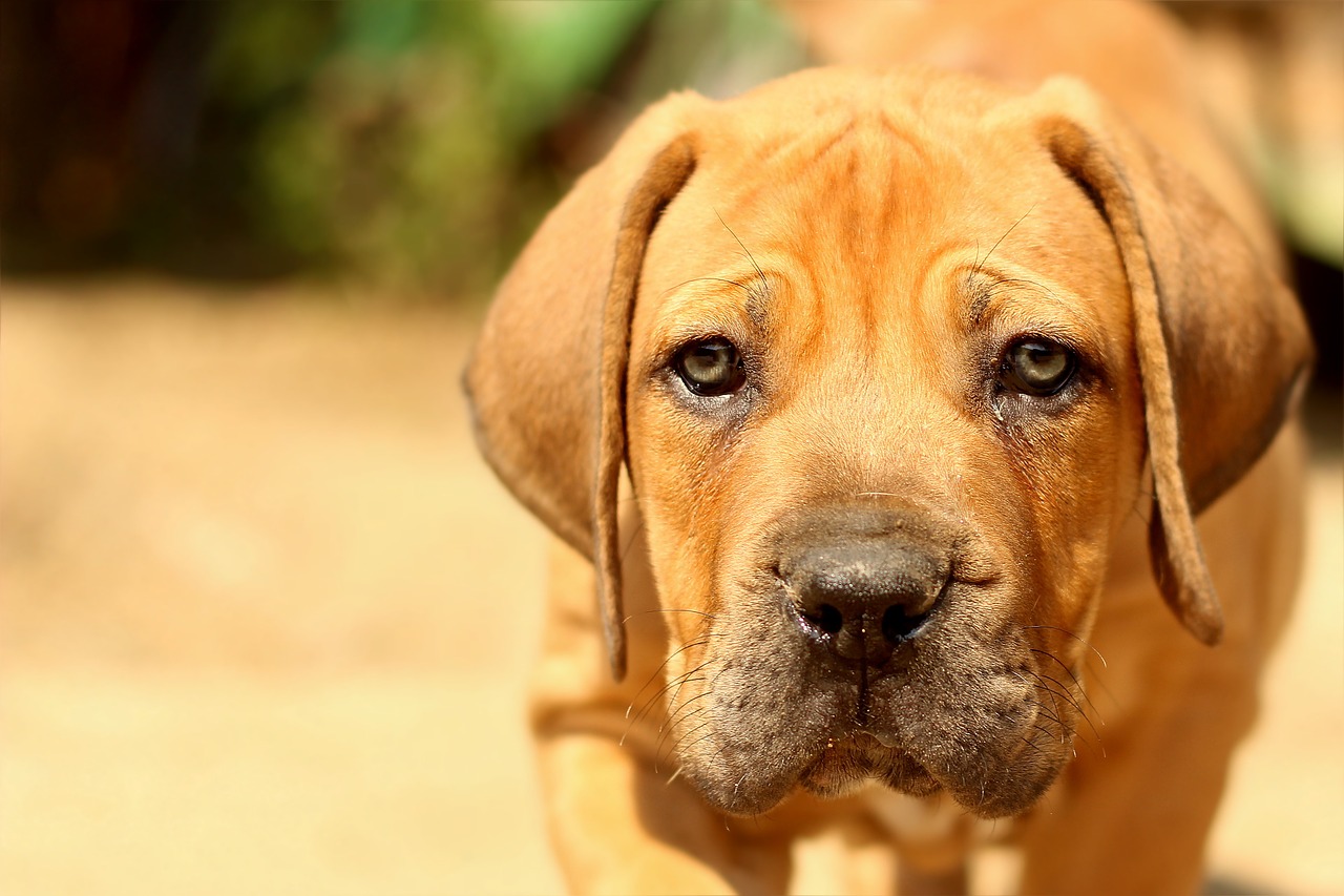 boerboel peanut bulldog dog free photo