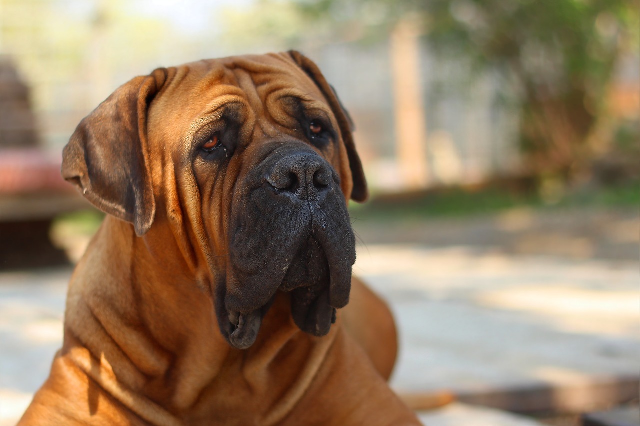 boerboel peanut bulldog dog free photo