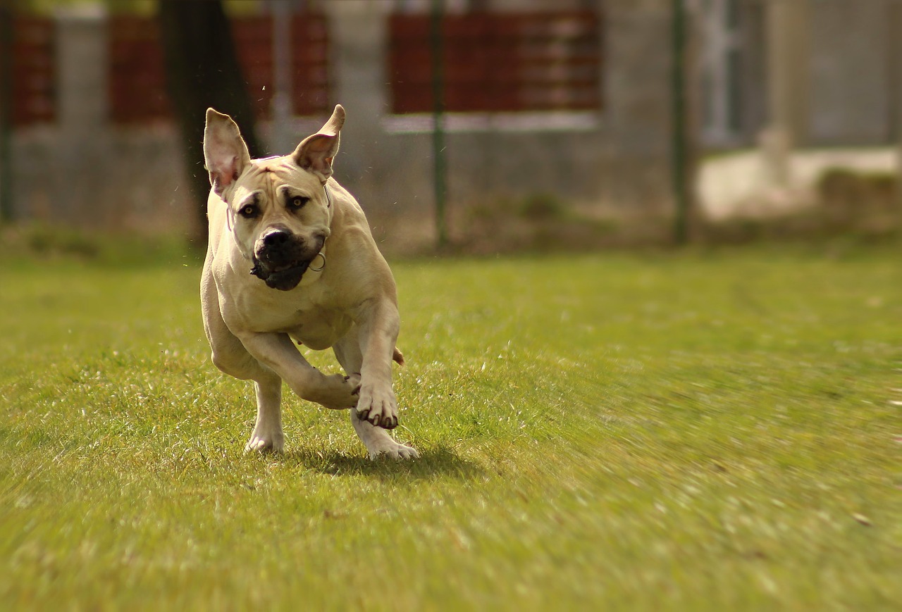 boerboel dog peanut bulldog free photo