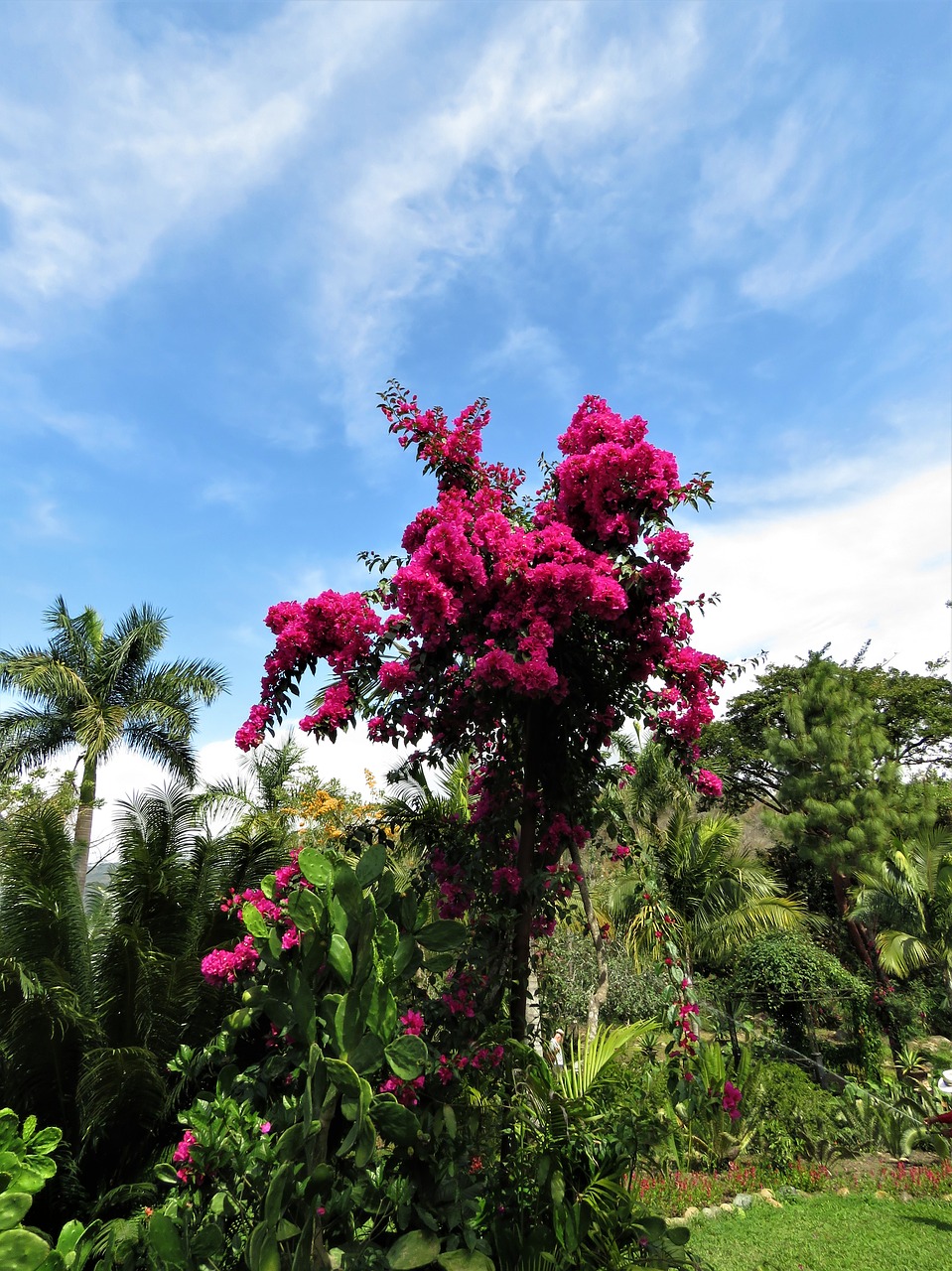 bogandia flower garden tropical flower free photo