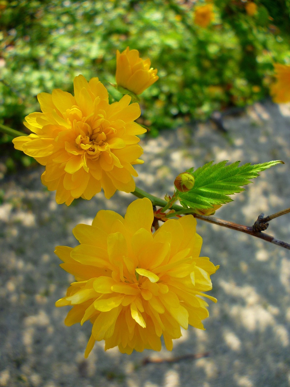 boglárkacserje yellow flower free photo