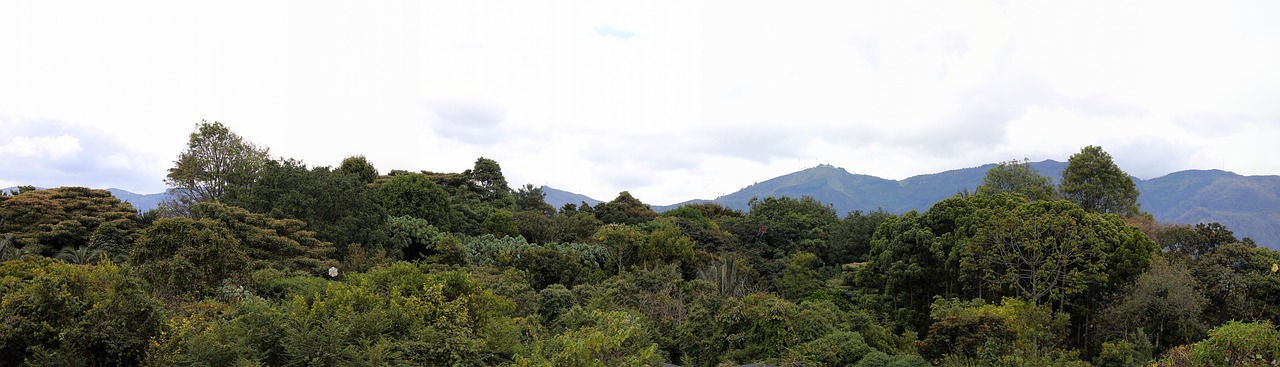 bogotá panorama botanical garden free photo