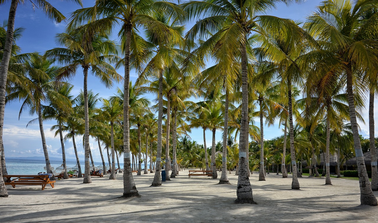 bohol bohol resorts palm tree free photo
