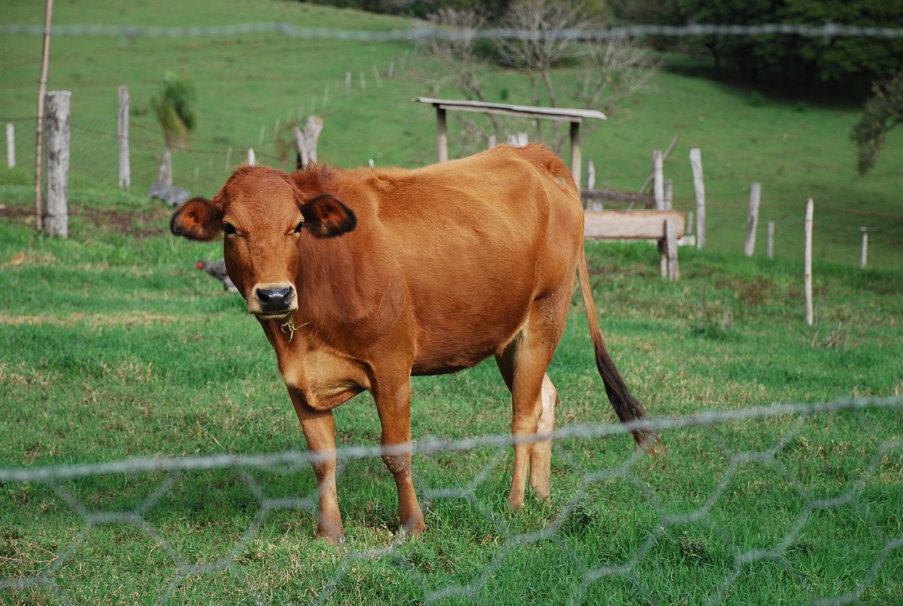 boi pasture rural free photo