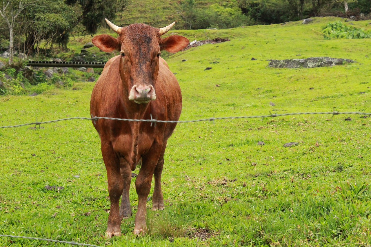 boi  horns  cattle free photo