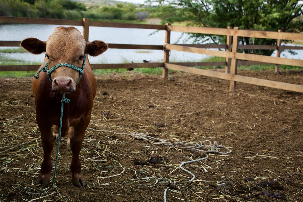 boi  animal  cattle free photo