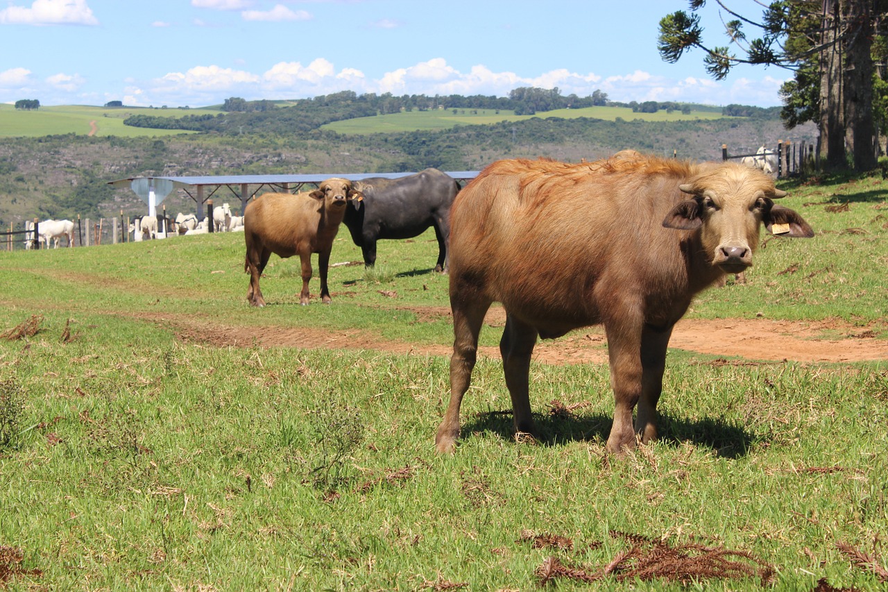 boi cow farm free photo