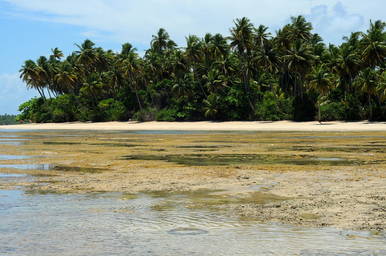 boipeba brazilwood sea free photo