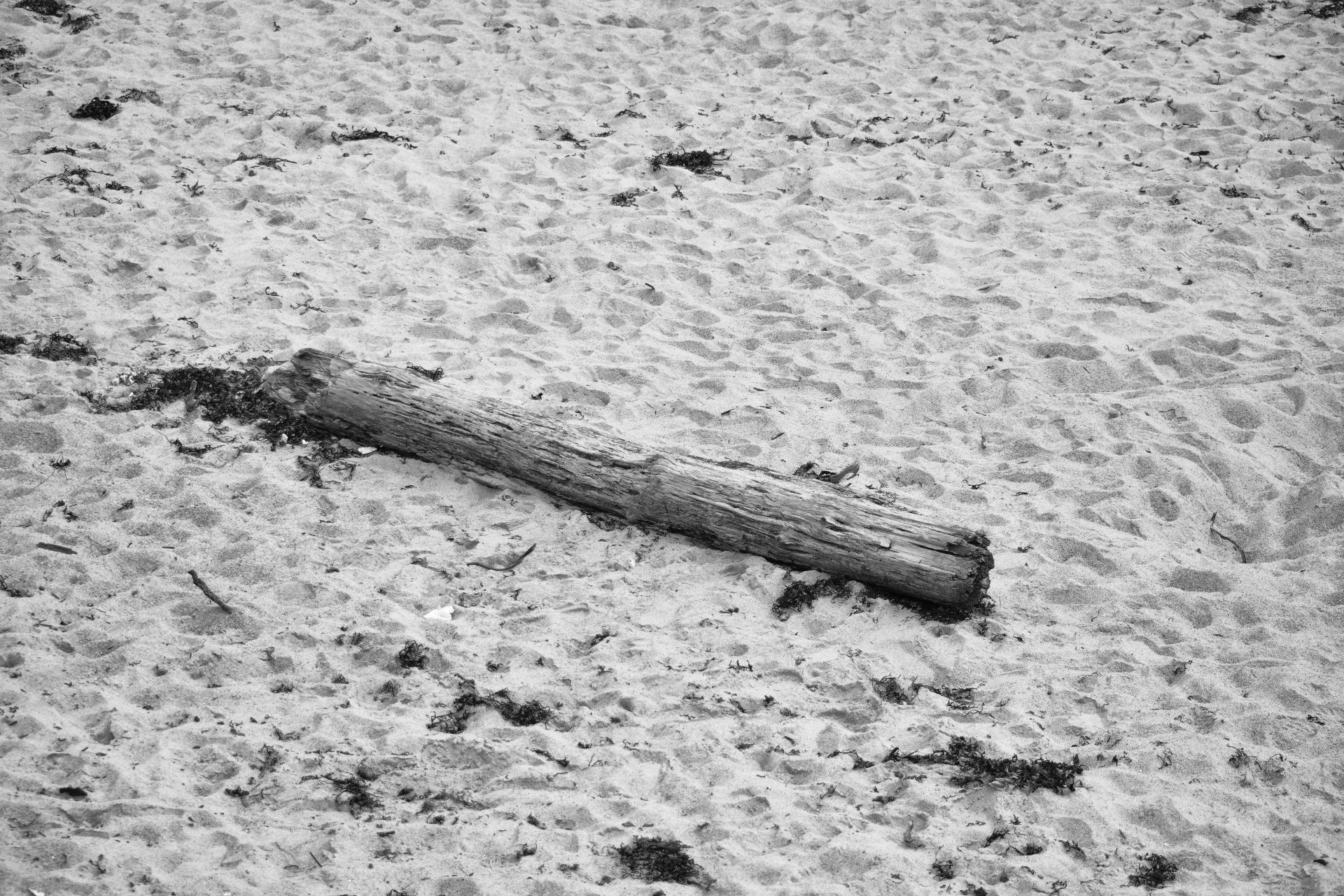 log driftwood black white free photo