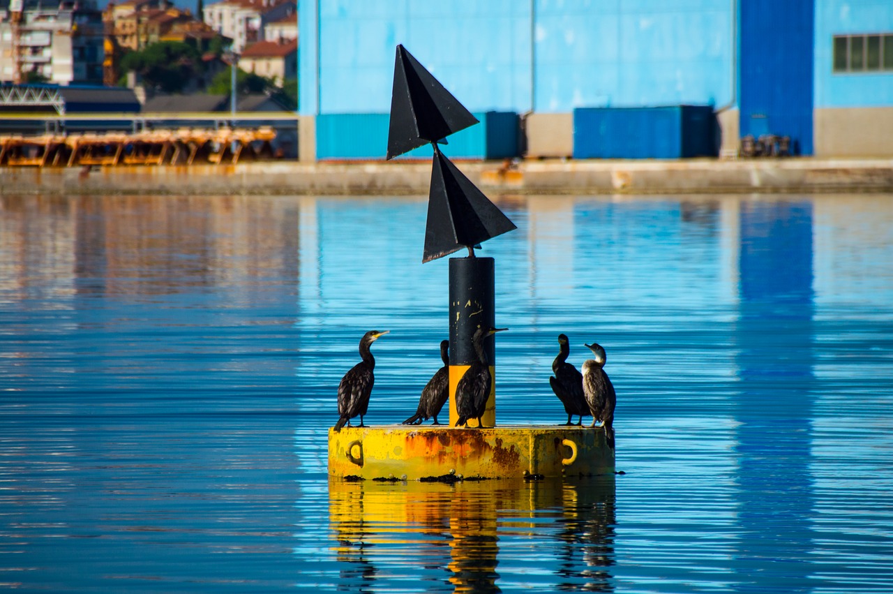 boje sea birds birds free photo