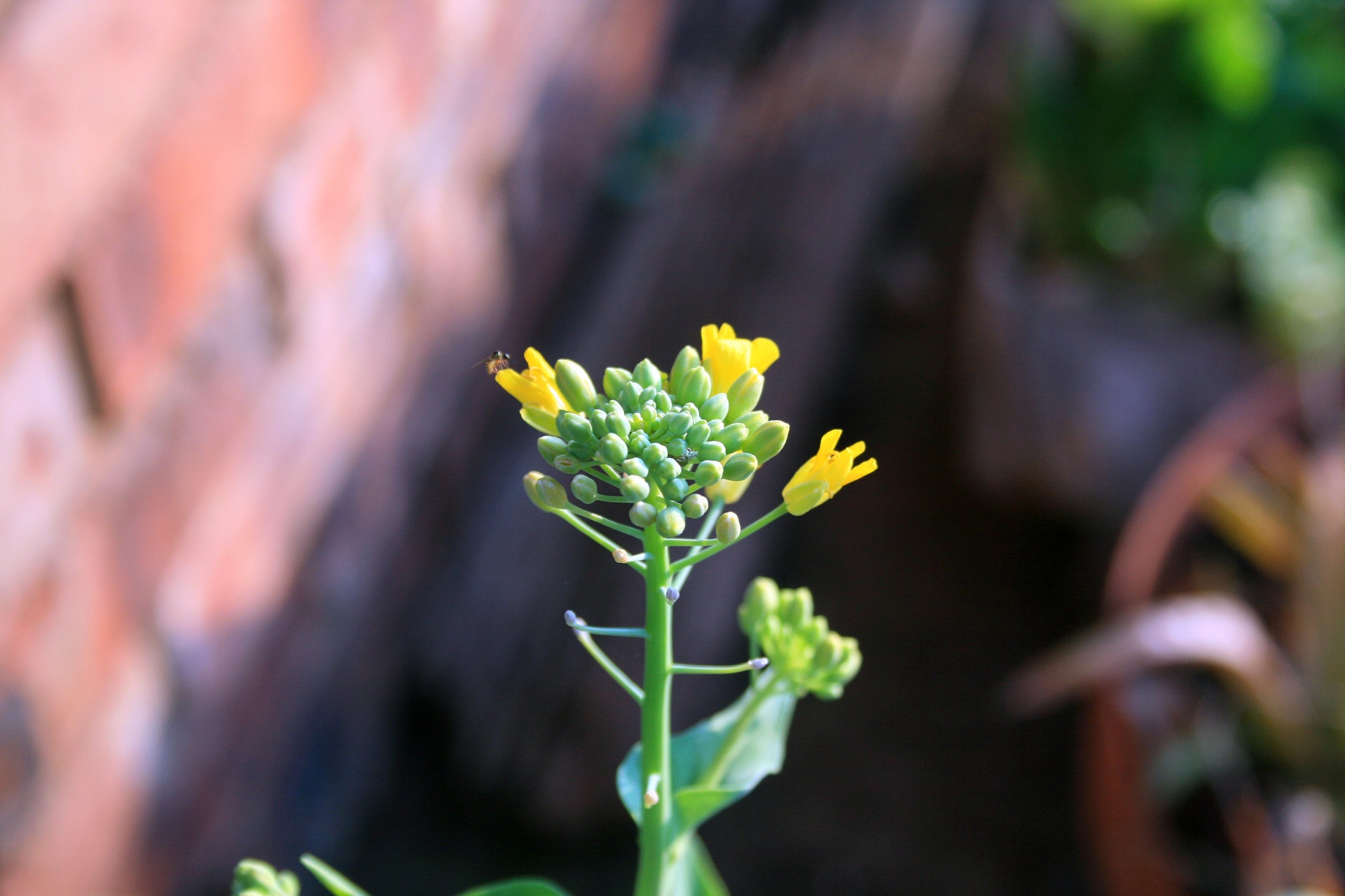 veg flowers seeding free photo