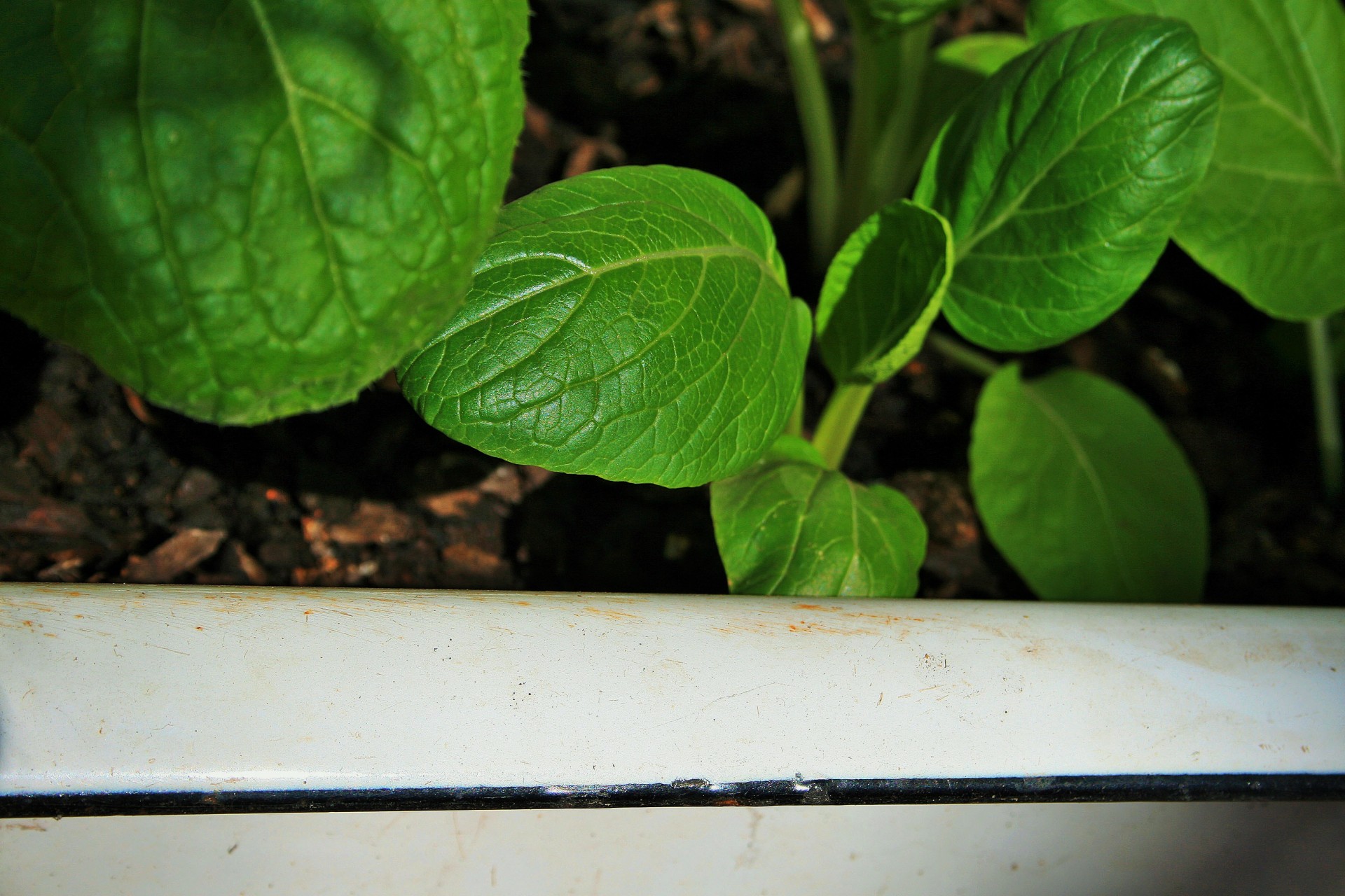 vegetable leaves container free photo