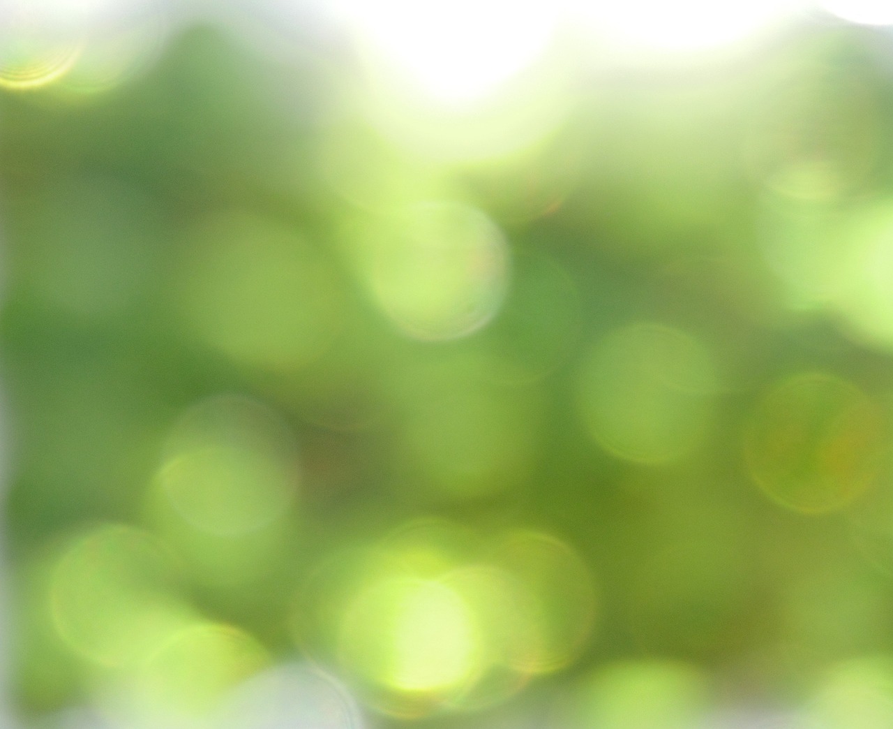 bokeh green blur free photo