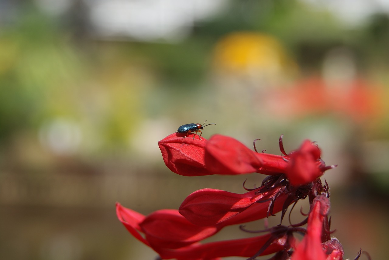 bokeh flower bug free photo