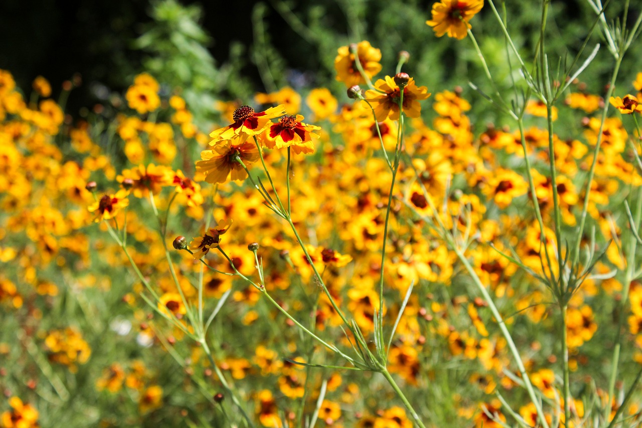 bokeh bright flowers free photo