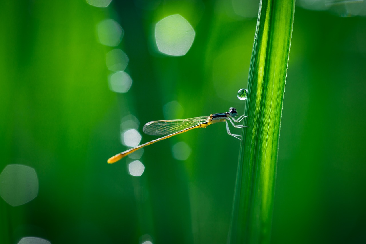 bokeh close-up color free photo