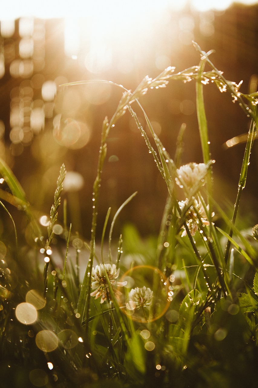 bokeh grass rings free photo