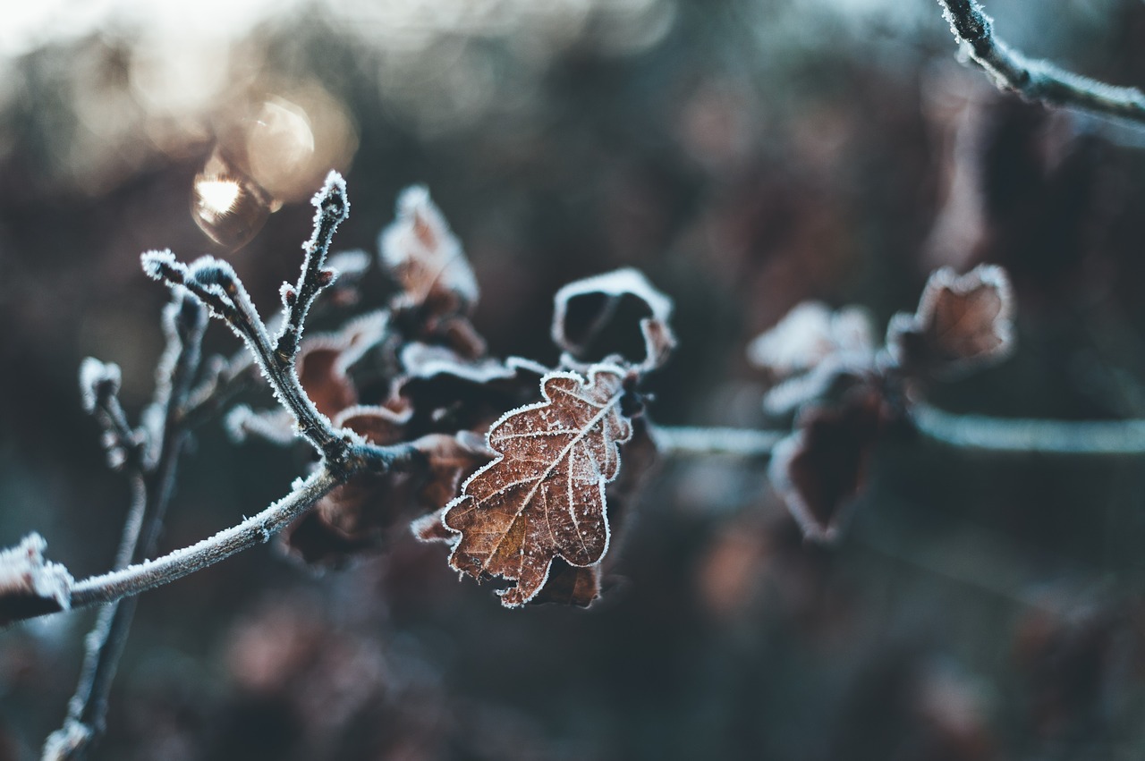 bokeh leaf plant free photo