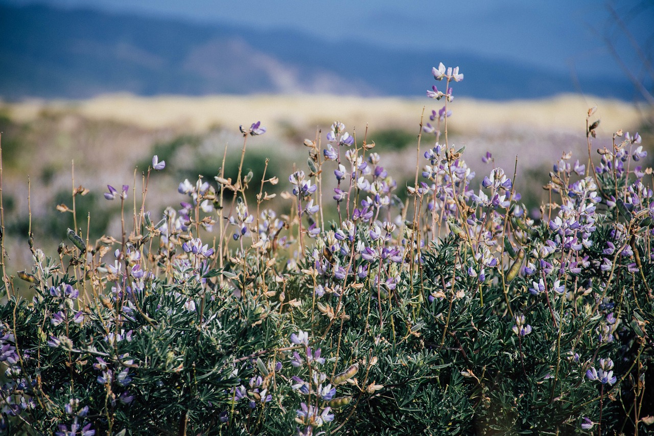 bokeh flowers mountain free photo