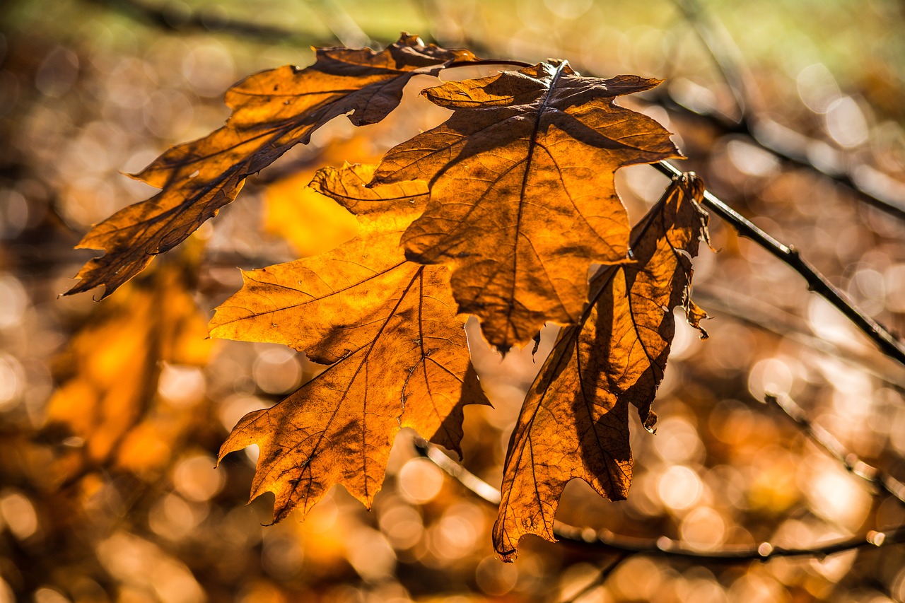 bokeh light sun light free photo