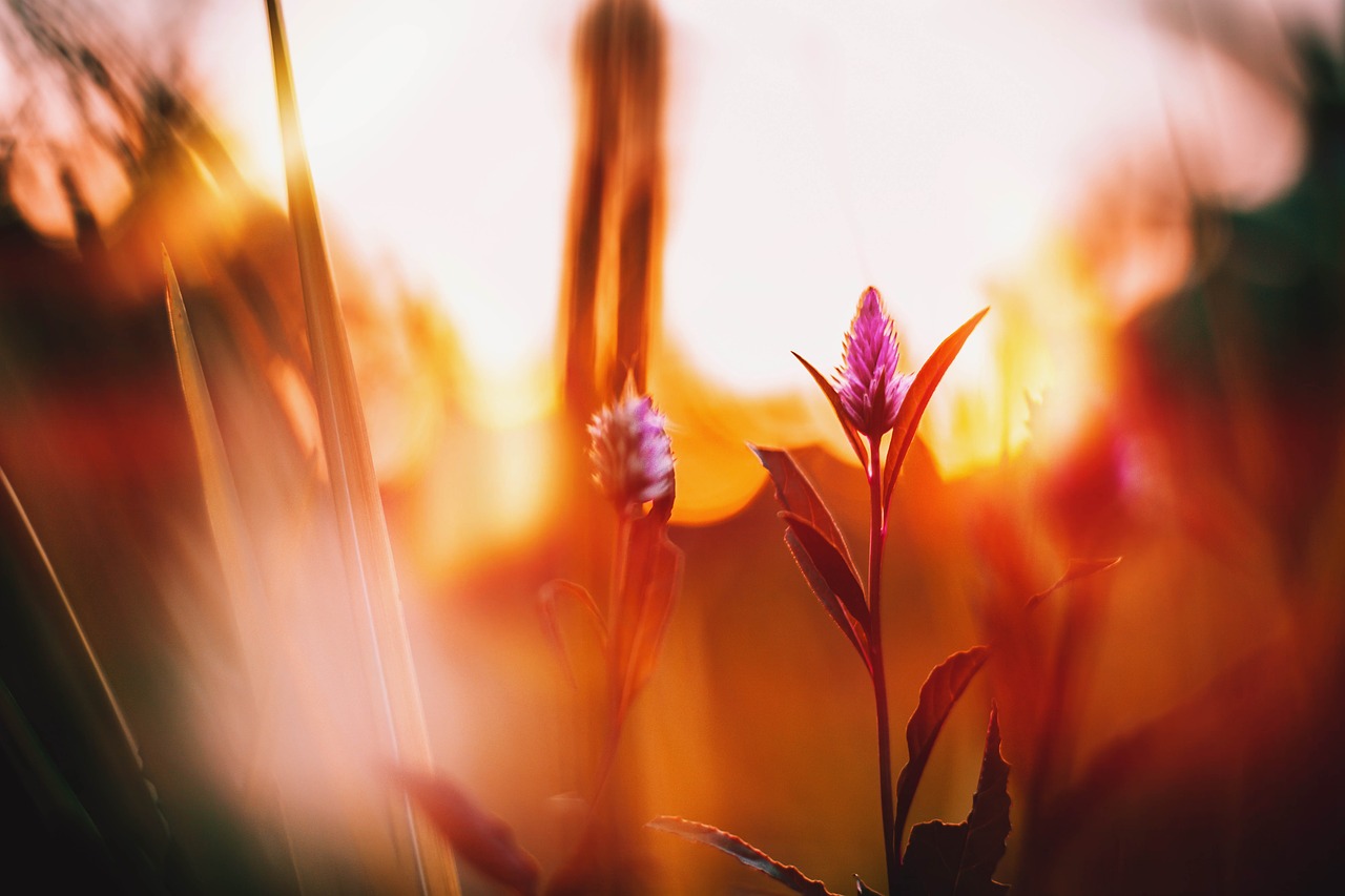 bokeh  nature  flower free photo