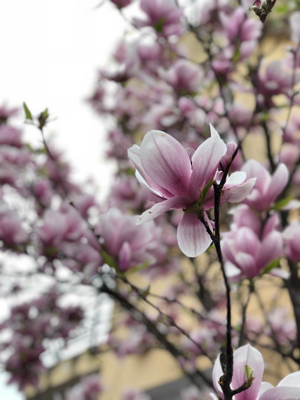 bokeh  flowers  tree free photo