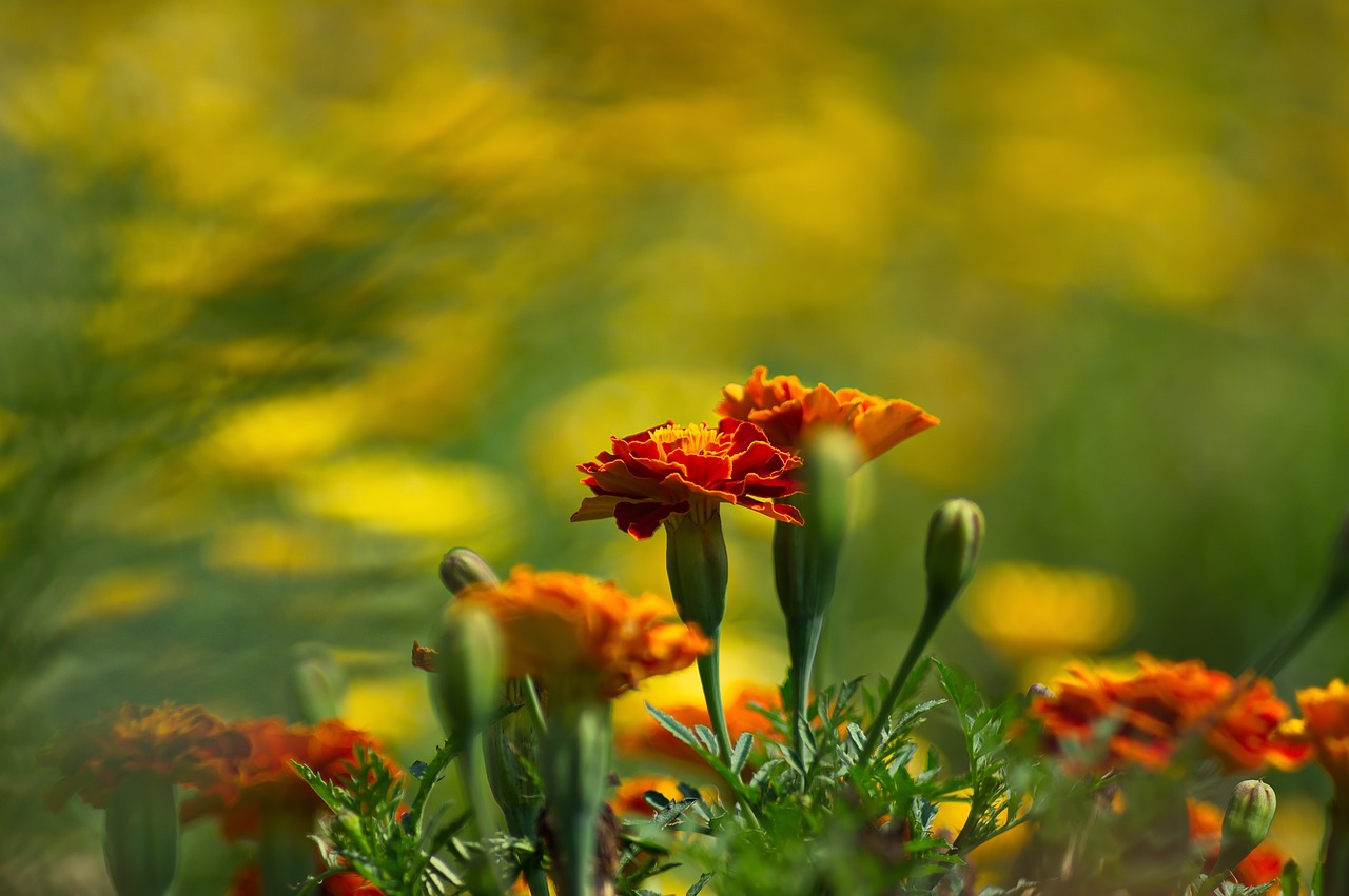 bokeh  flower  plant free photo