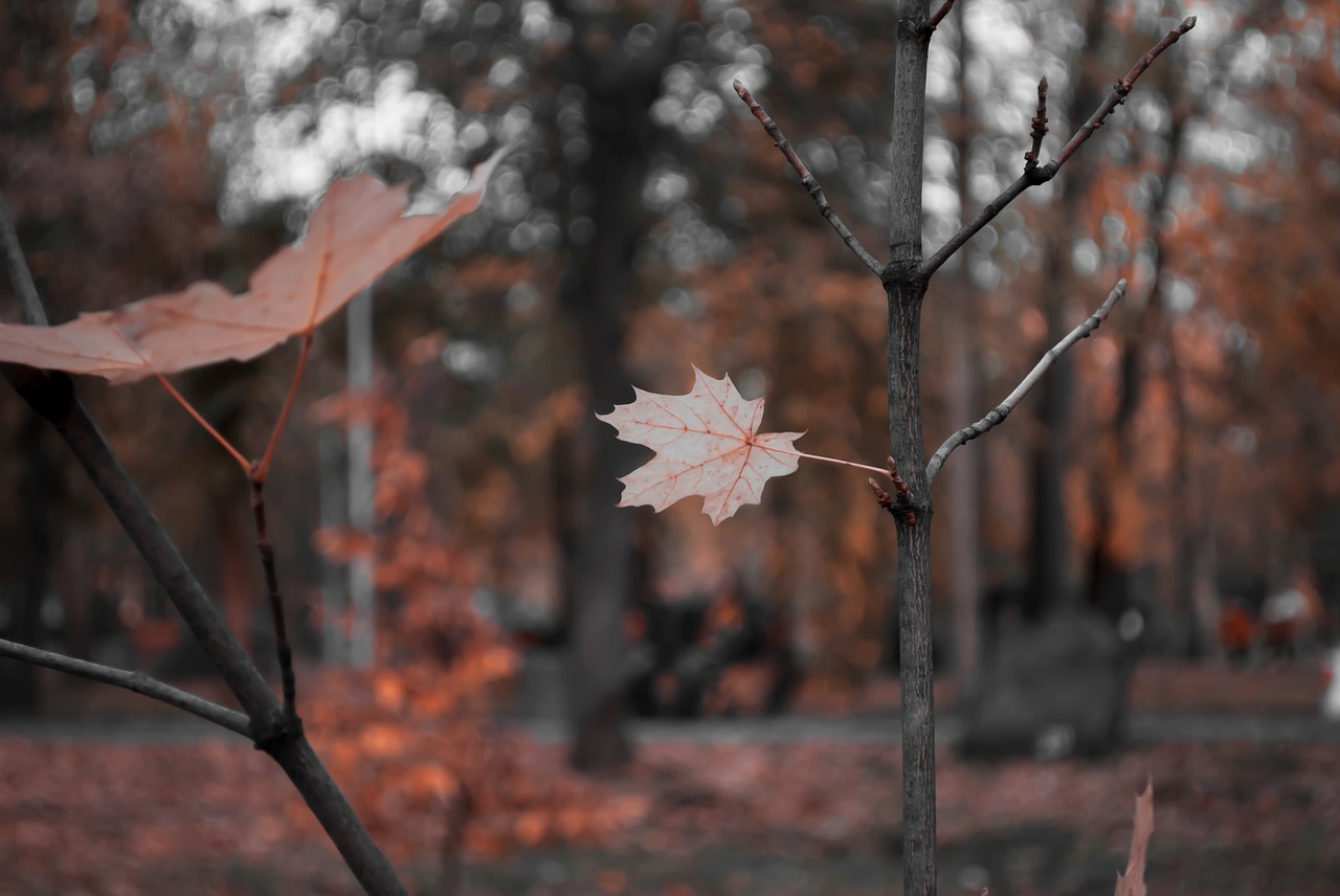 bokeh  leaves  sheet free photo