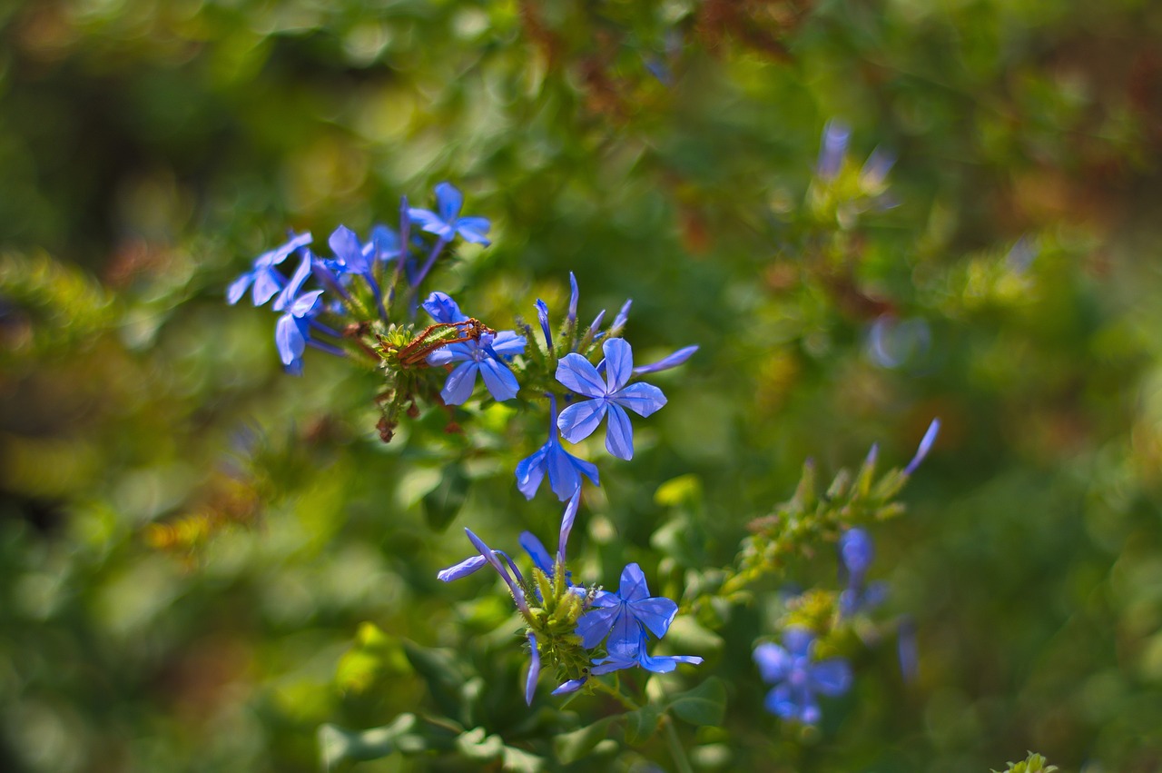 bokeh  flowers  plant free photo