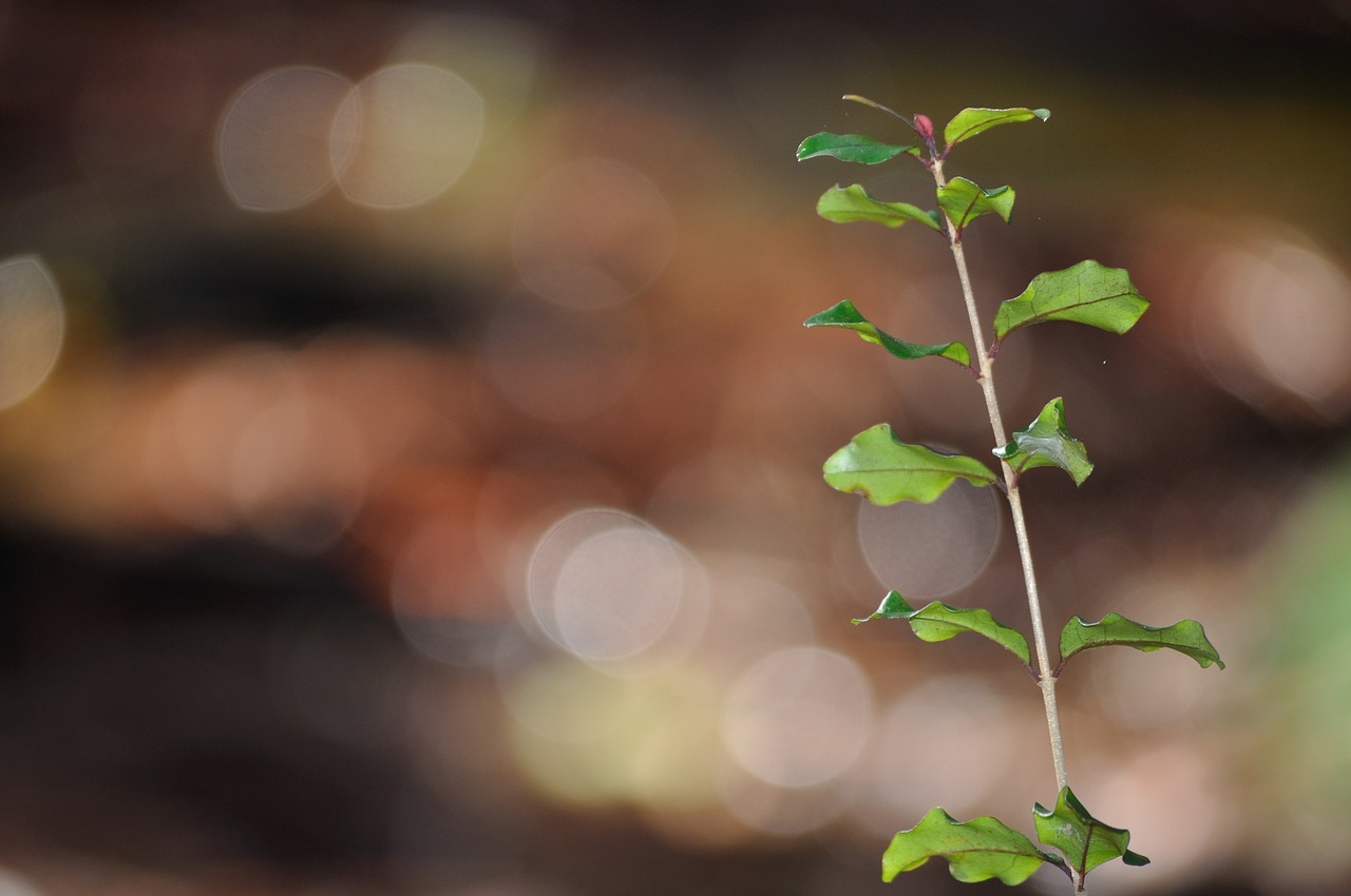 bokeh  twig  plant free photo