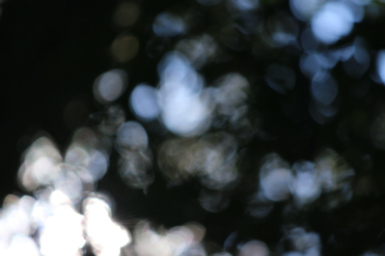 bokeh forest background free photo