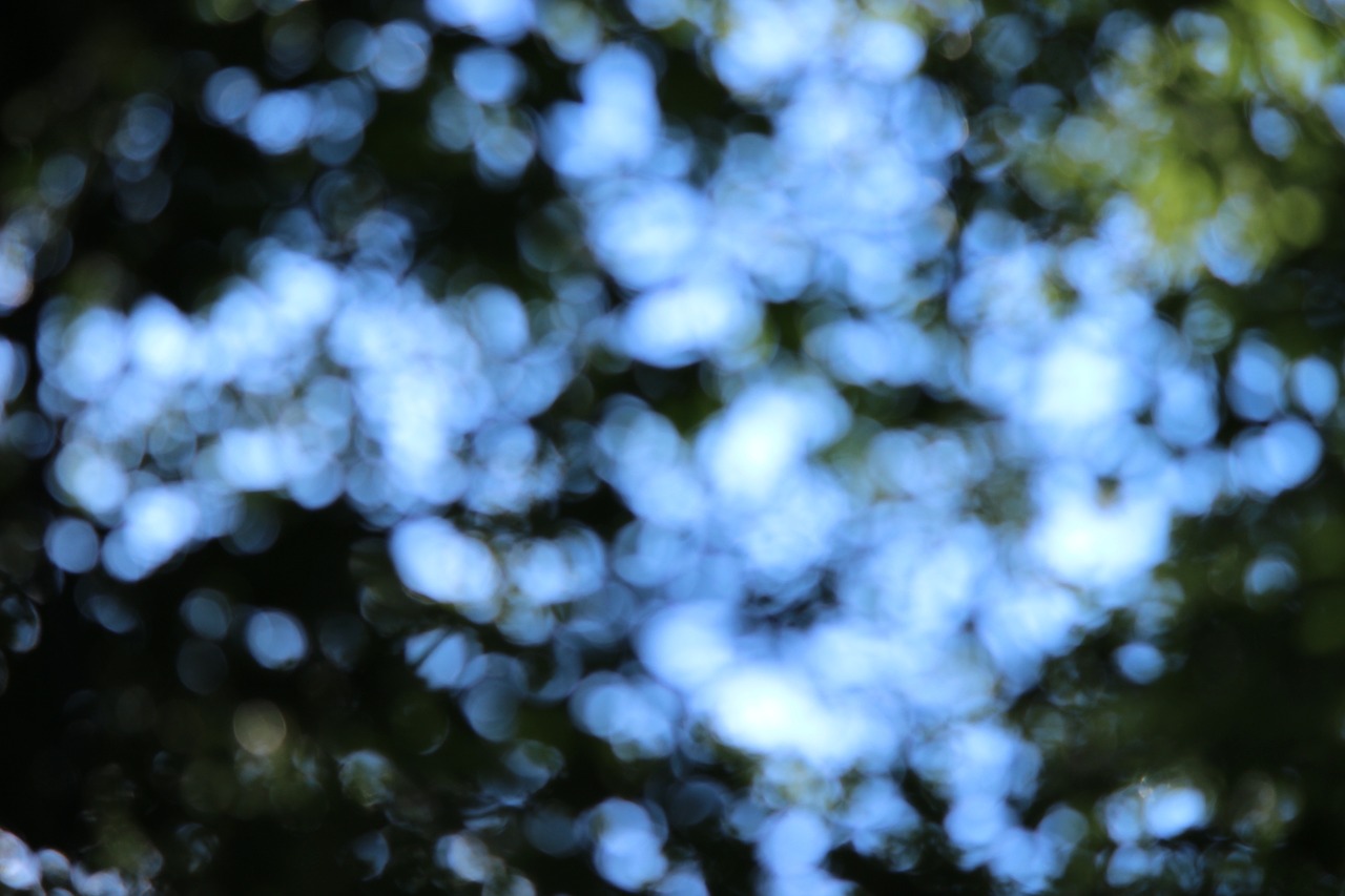 bokeh forest background free photo