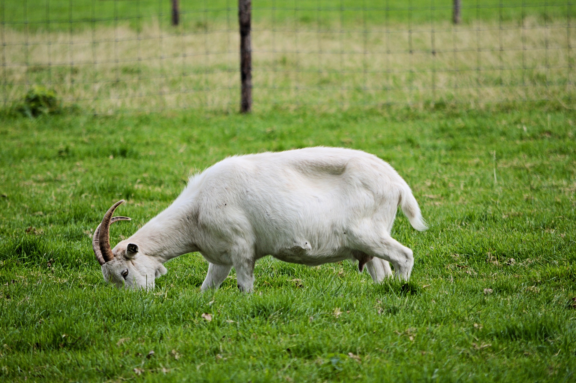 goat cattle animal free photo