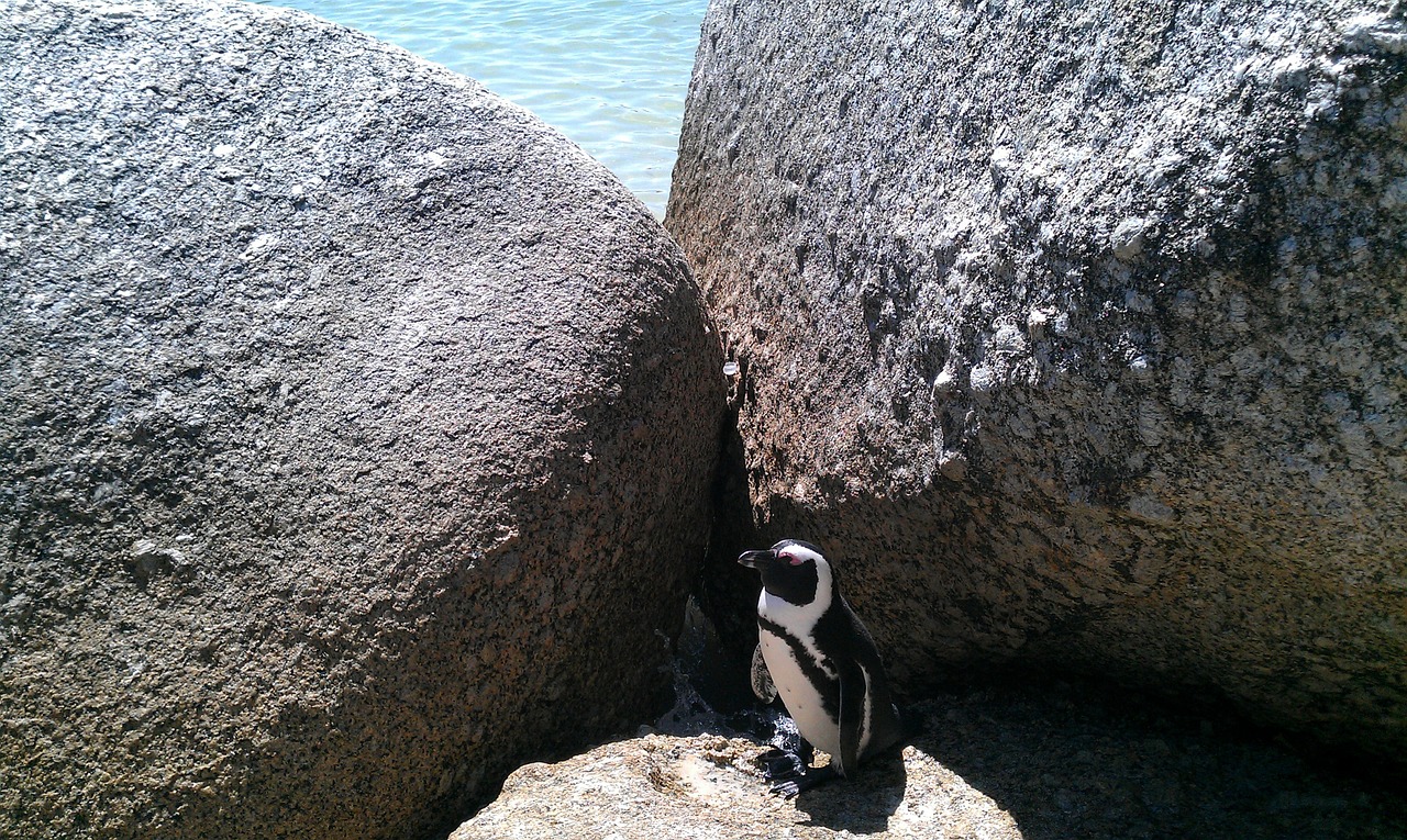 bolders beach south africa beach free photo