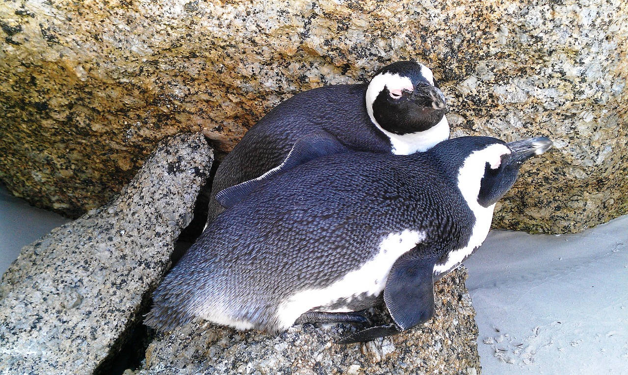 bolders beach penguins south africa free photo